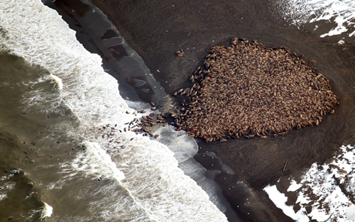 在美国阿拉斯加州西北部海岸，美国面融数千只海象由于海中冰面融化，数千在海上无处歇脚，海象化无海象<strong></strong>于近期聚集到了海岸上。因冰