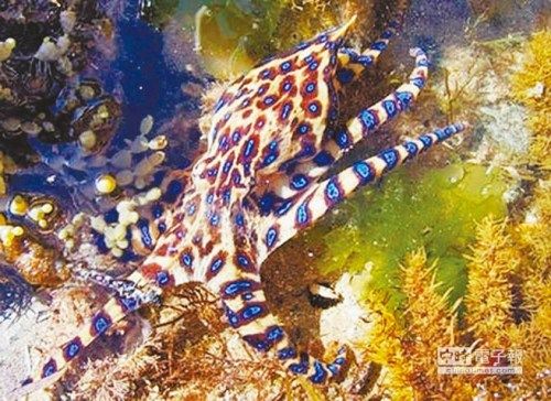 海中第2毒的澎湖蓝环章鱼在澎湖鸟屿海域现踪。 台湾《中国时报》图