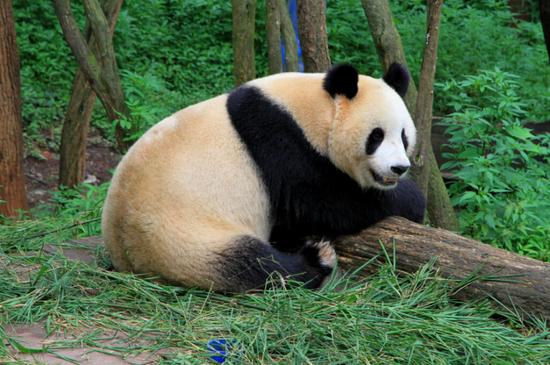 大熊猫。资料图