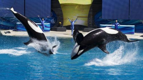 美国一海洋公园杀人鲸宣告死亡 系6个月来第三例