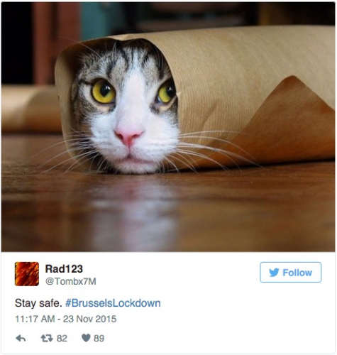 比利时民众在网上发起“万众晒猫”活动。